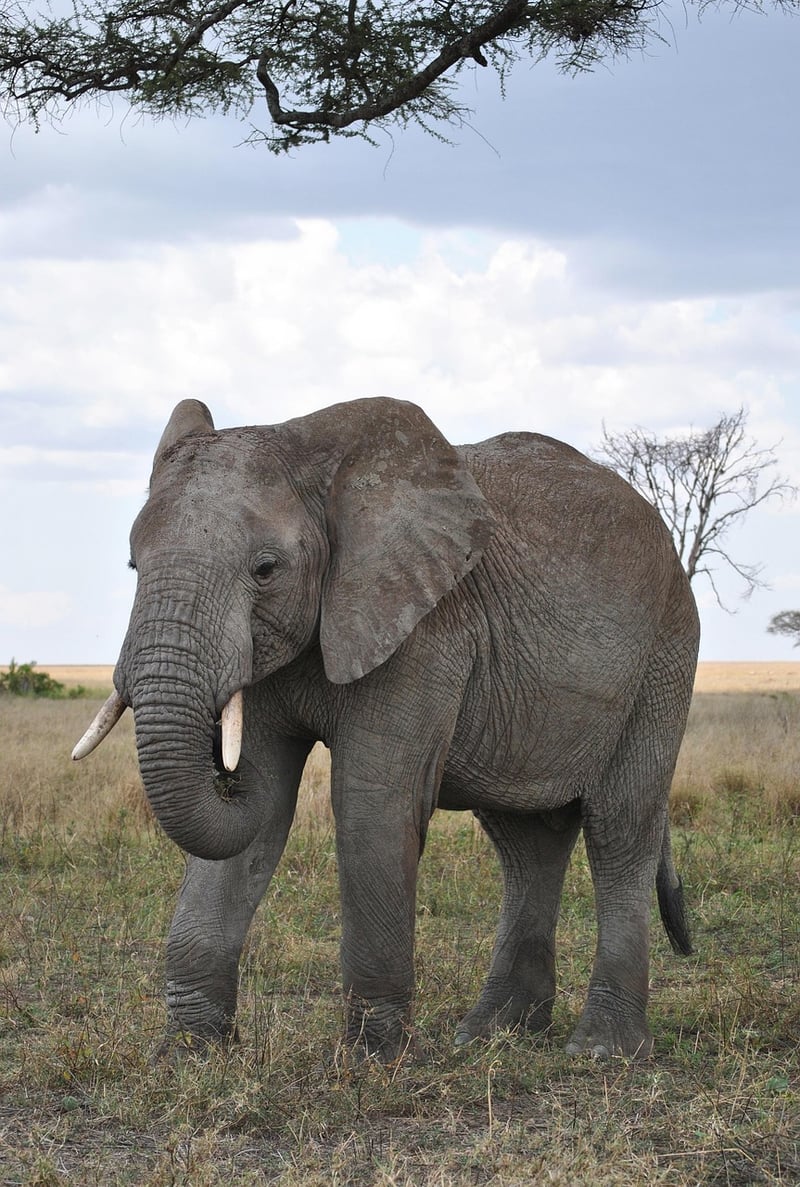 Serengeti National Park
